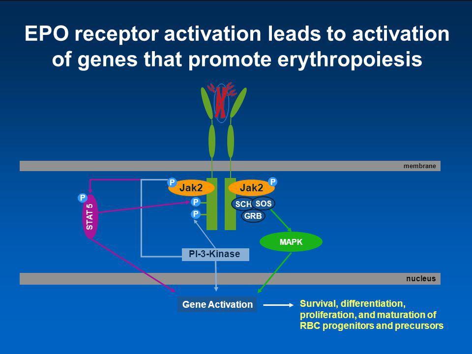 EPO receptor activation leads to activation of genes that promote erythropoiesis