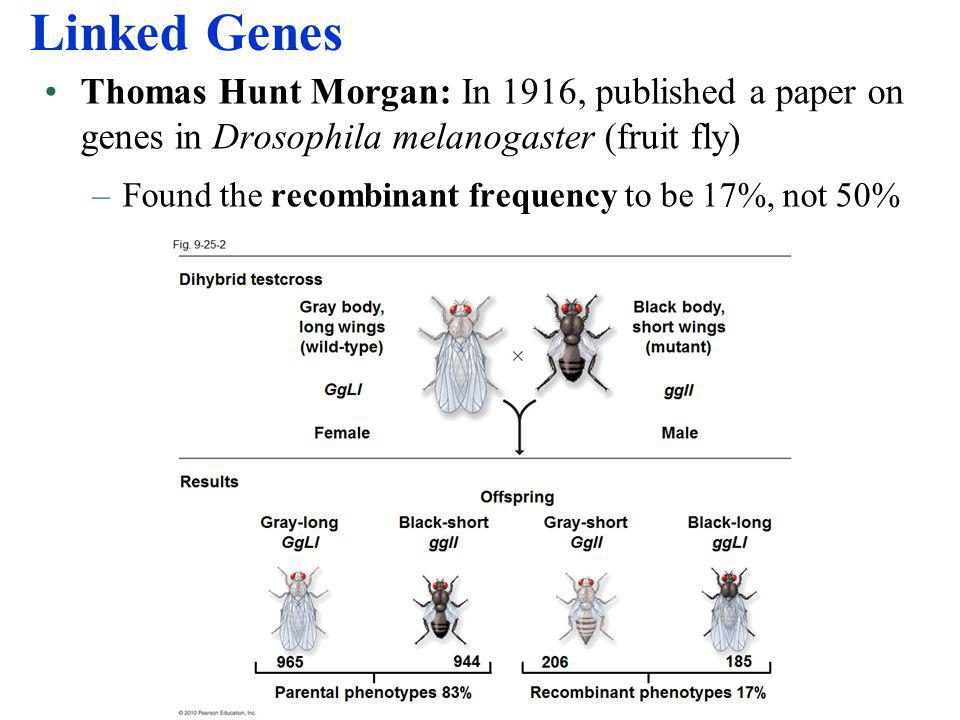 Linked Genes Thomas Hunt Morgan: In 1916, published a paper on genes in Dro...