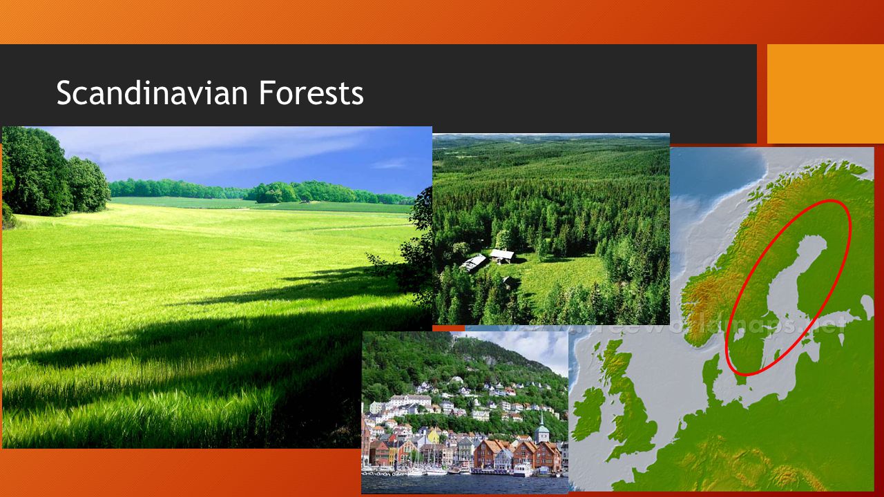 Scandinavian Forests