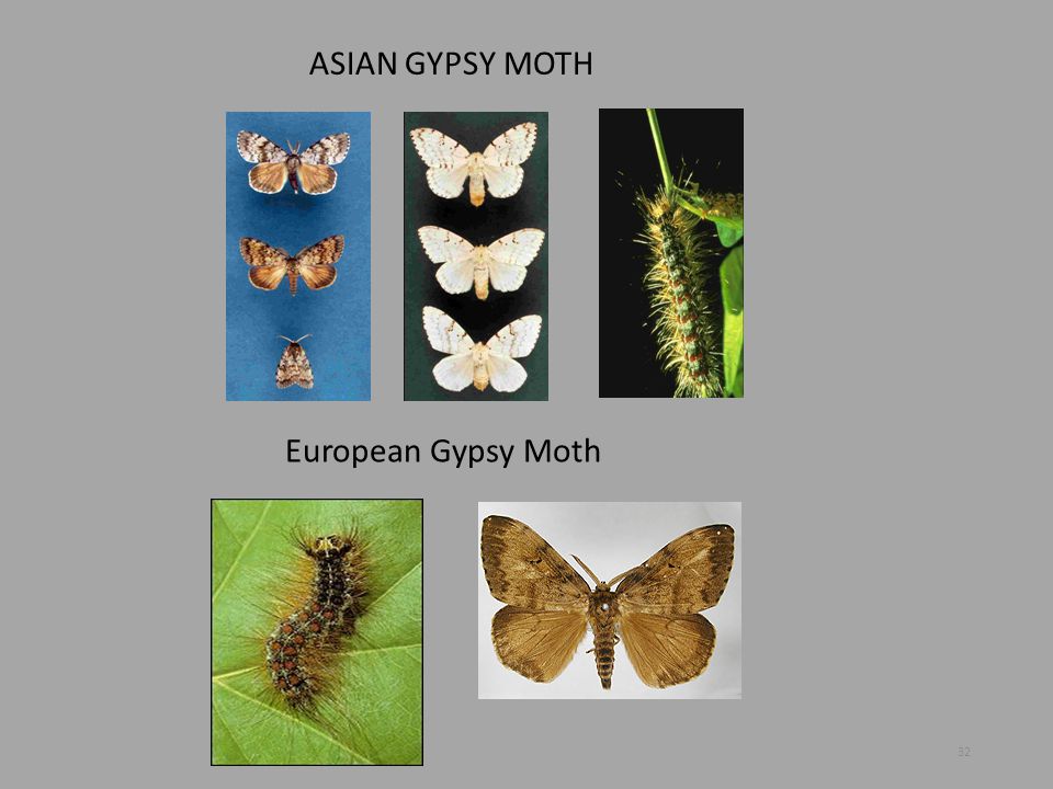 ASIAN GYPSY MOTH European Gypsy Moth