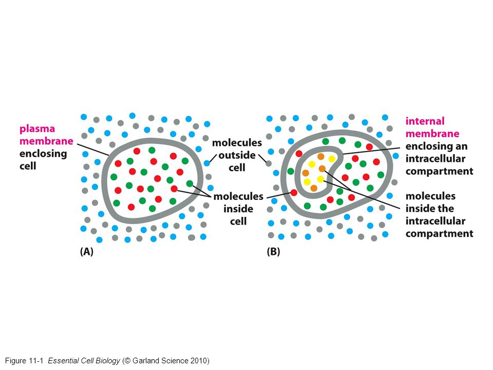 Figure 11-1 Essential Cell Biology (© Garland Science 2010)