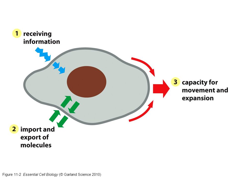 Figure 11-2 Essential Cell Biology (© Garland Science 2010)