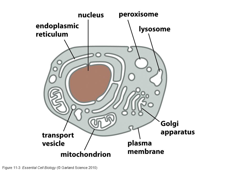Figure 11-3 Essential Cell Biology (© Garland Science 2010)