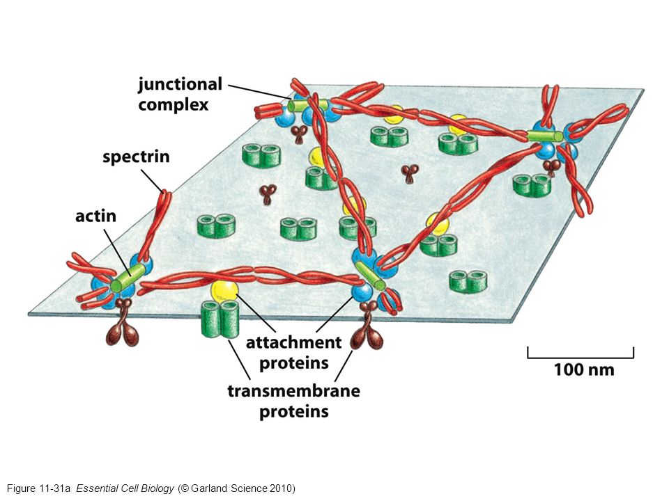 Figure 11-31a Essential Cell Biology (© Garland Science 2010)