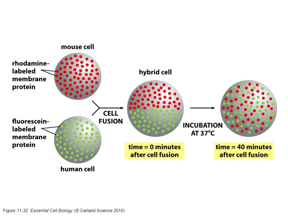 Figure Essential Cell Biology (© Garland Science 2010)