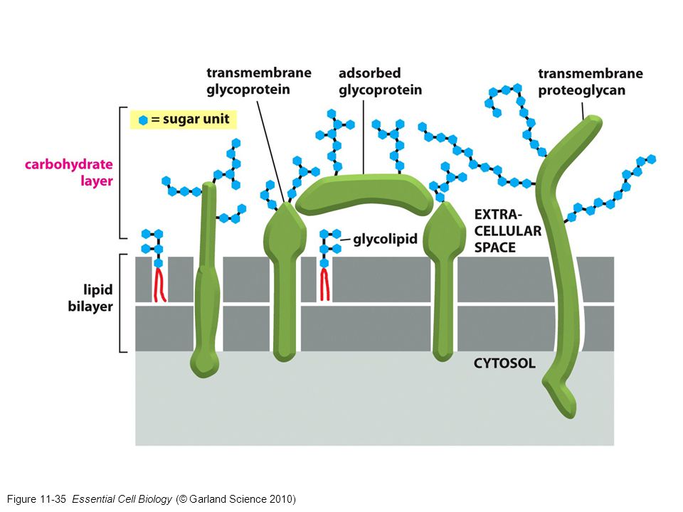 Figure Essential Cell Biology (© Garland Science 2010)