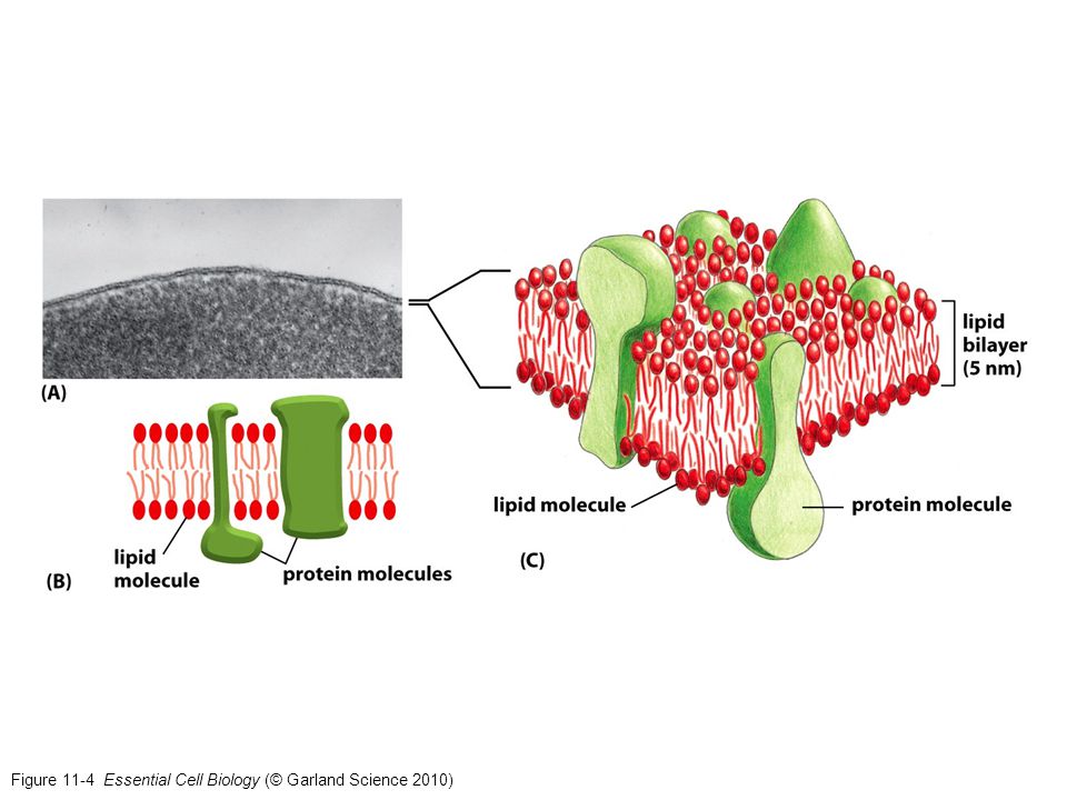 Figure 11-4 Essential Cell Biology (© Garland Science 2010)