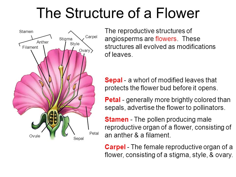 The Structure of a Flower.