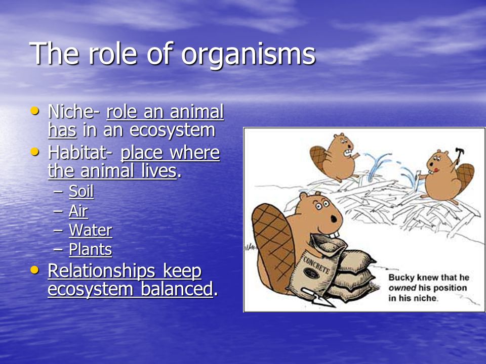 The role of organisms Niche- role an animal has in an ecosystem