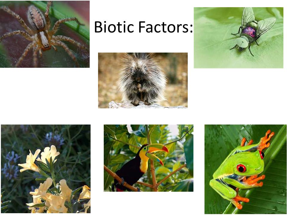 Biotic Factors: