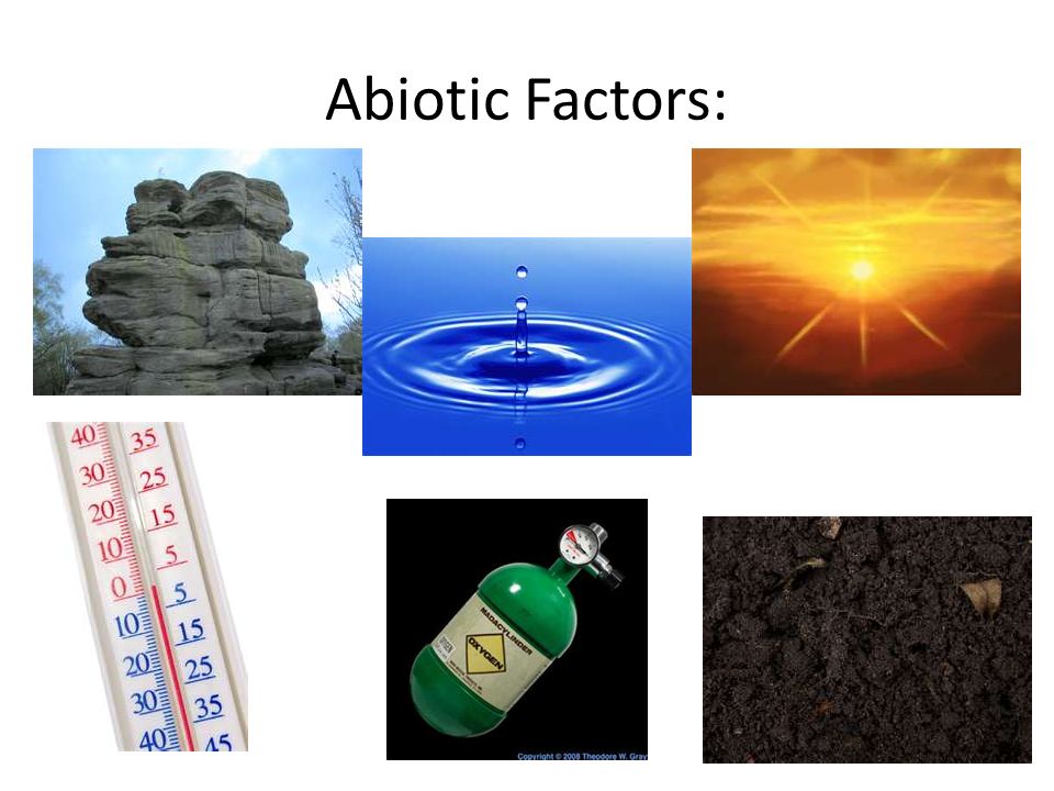 Abiotic Factors:
