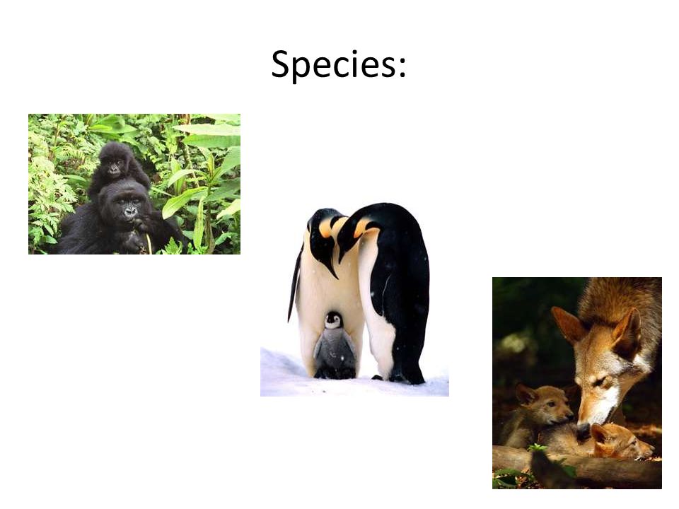Species: