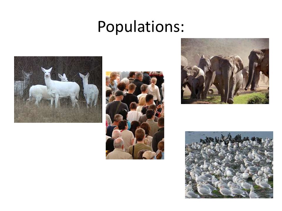 Populations: