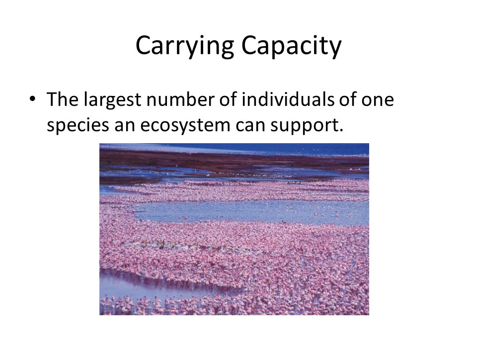 Carrying Capacity The largest number of individuals of one species an ecosystem can support.