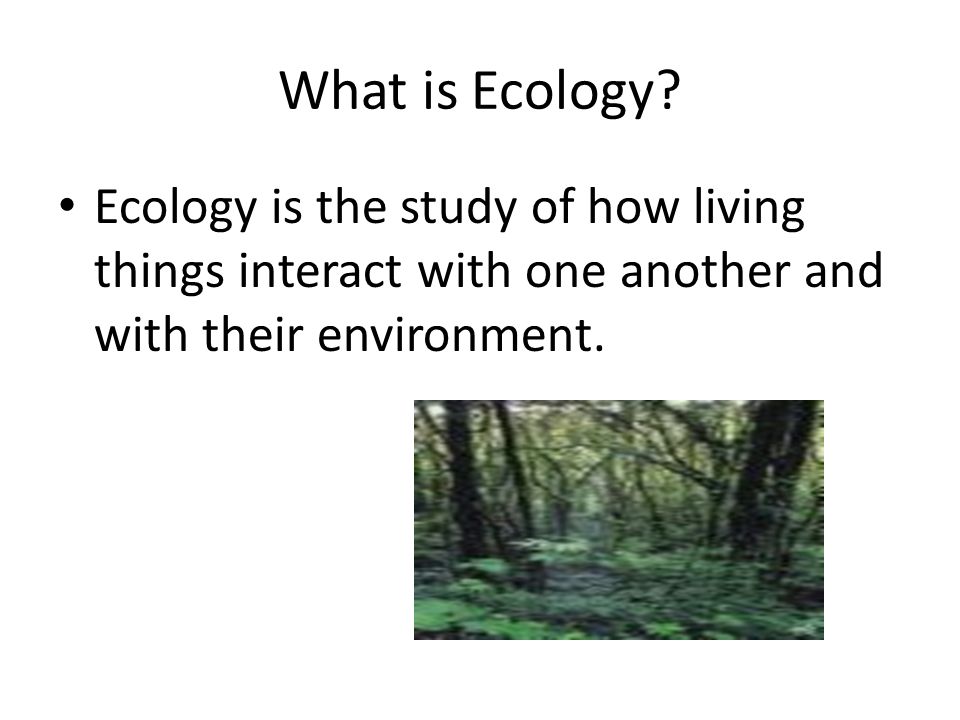 What is Ecology.