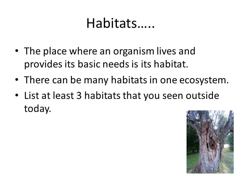 Habitats….. The place where an organism lives and provides its basic needs is its habitat. There can be many habitats in one ecosystem.