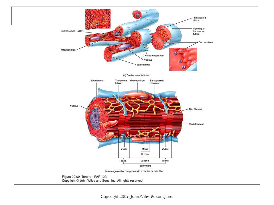 photo Cardiac Muscle Fibers John Wiley chapter 20 the cardiovascular system