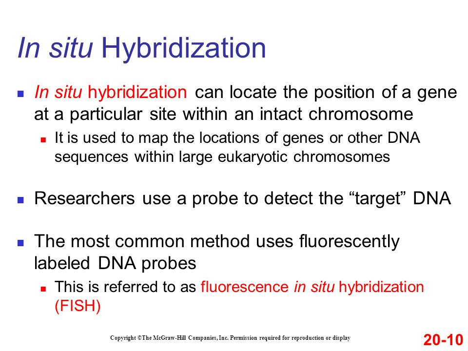 In situ Hybridization In situ hybridization can locate the position of a gene at a particular site within an intact chromosome.