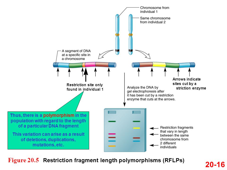 20-16 Figure 20.5 Restriction fragment length polymorphisms (RFLPs)