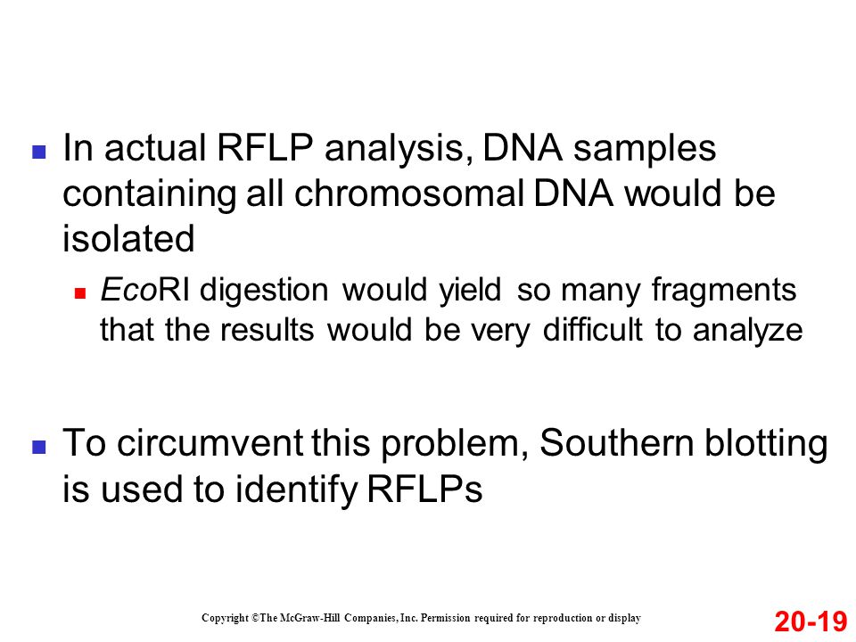 In actual RFLP analysis, DNA samples containing all chromosomal DNA would be isolated