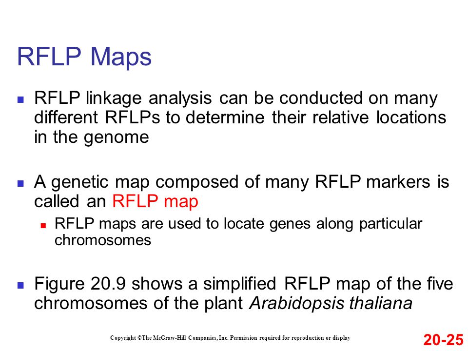 RFLP Maps RFLP linkage analysis can be conducted on many different RFLPs to determine their relative locations in the genome.
