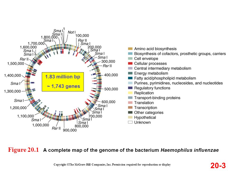 1.83 million bp ~ 1,743 genes. Figure 20.1 A complete map of the genome of the bacterium Haemophilus influenzae.