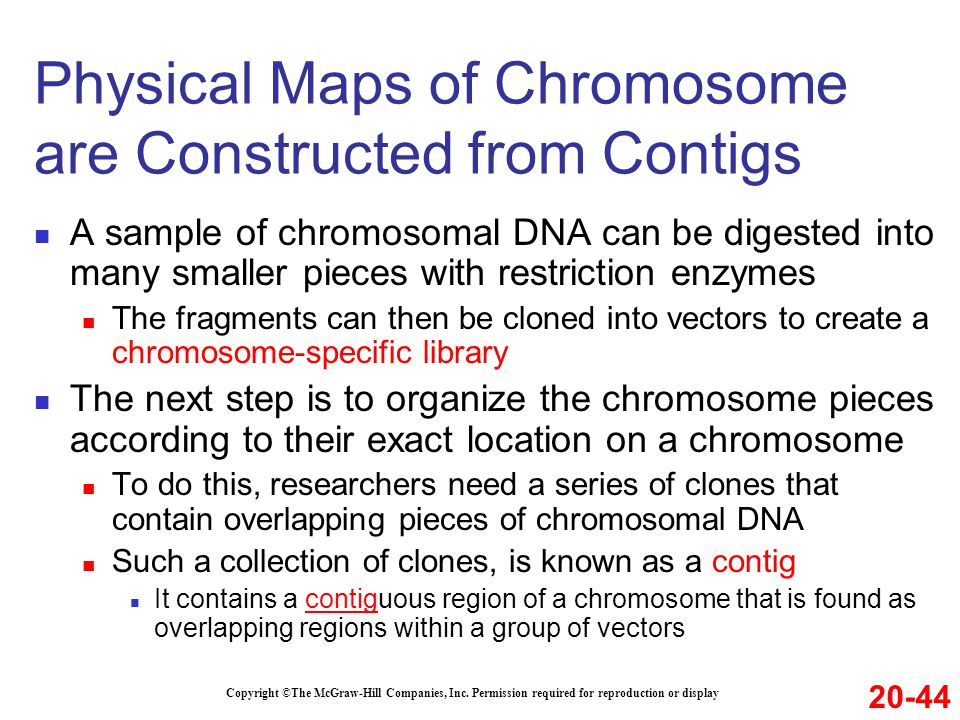 Physical Maps of Chromosome are Constructed from Contigs