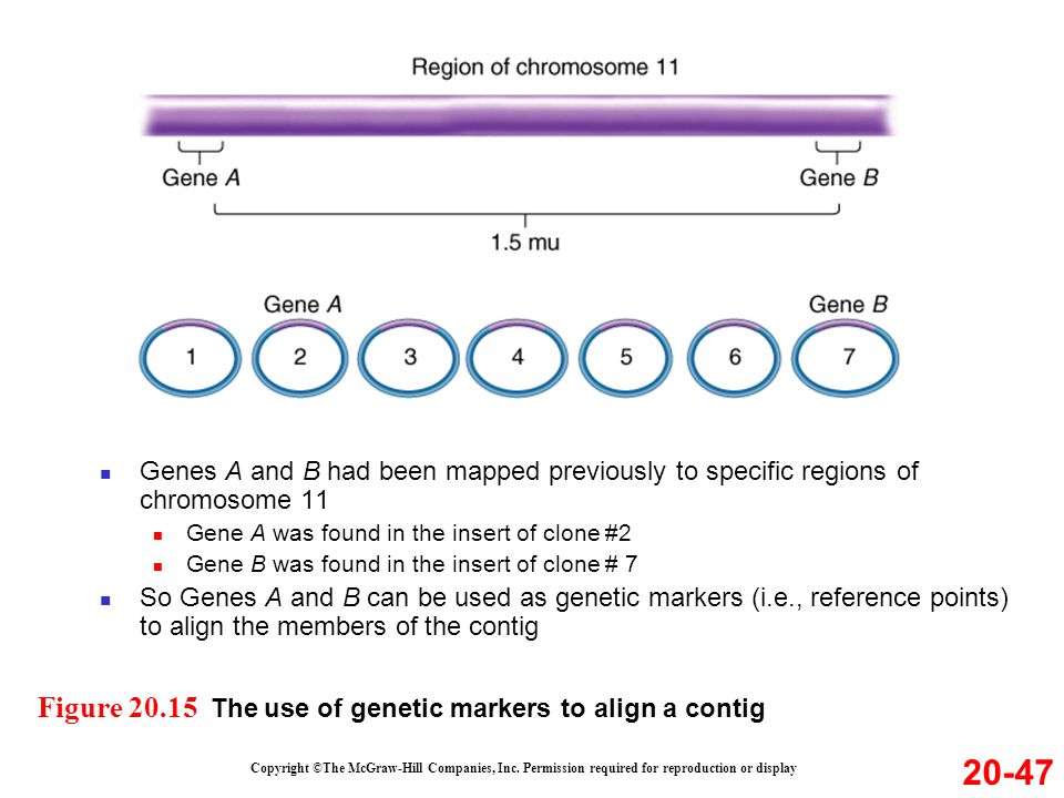 20-47 Figure The use of genetic markers to align a contig