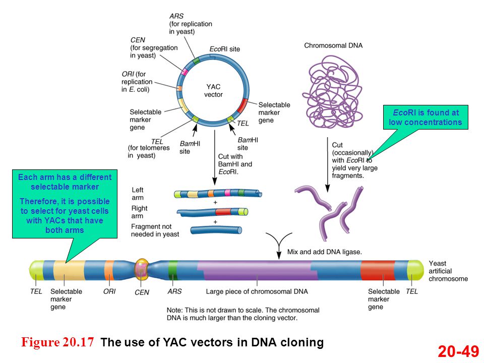 20-49 Figure The use of YAC vectors in DNA cloning