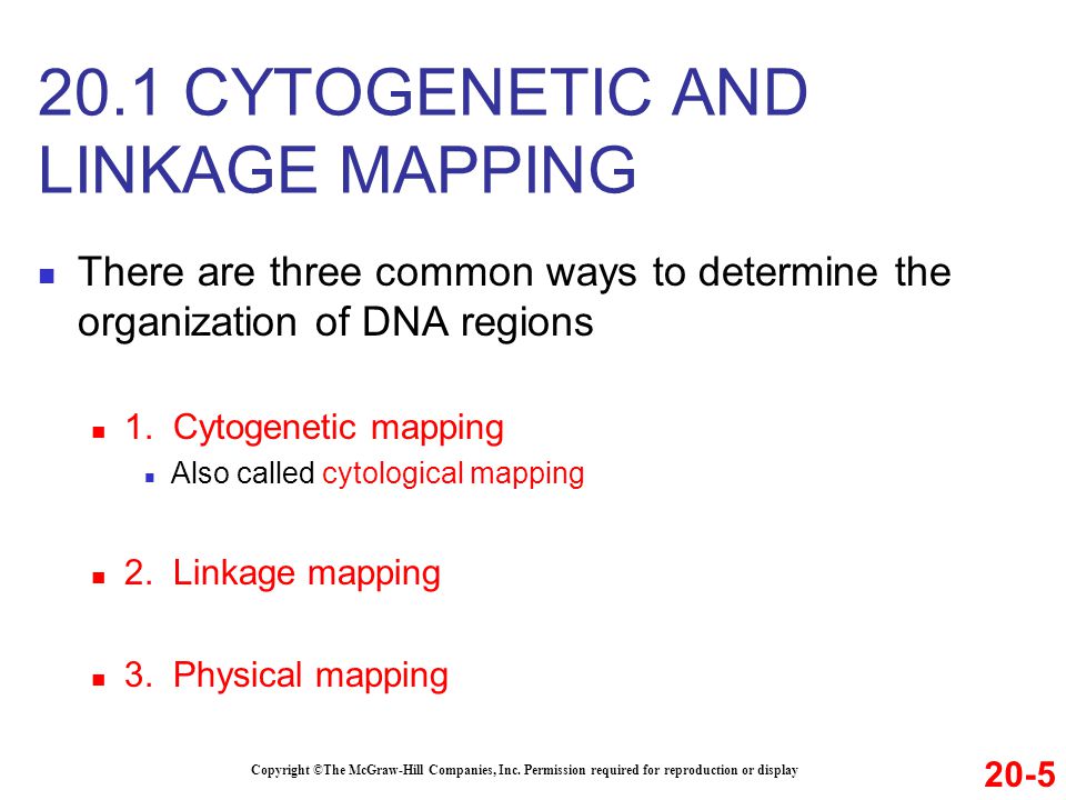 20.1 CYTOGENETIC AND LINKAGE MAPPING