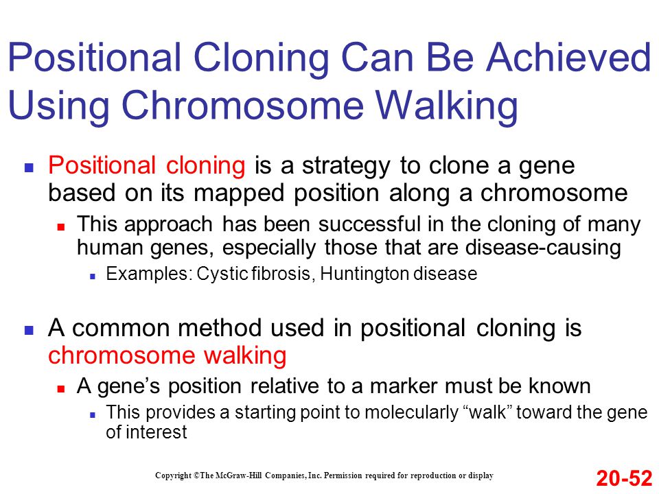 Positional Cloning Can Be Achieved Using Chromosome Walking