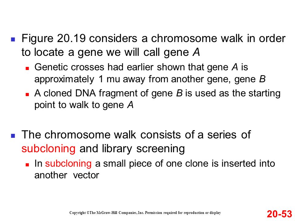 Figure considers a chromosome walk in order to locate a gene we will call gene A