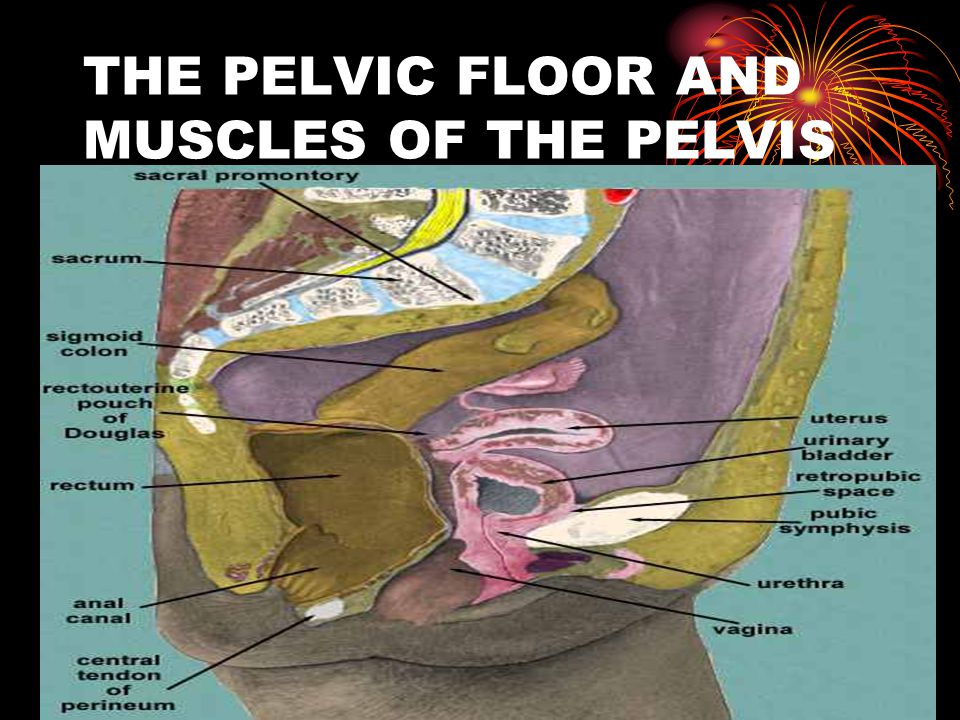 THE PELVIC FLOOR AND MUSCLES OF THE PELVIS