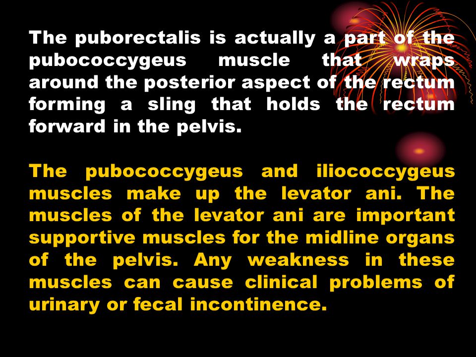The puborectalis is actually a part of the pubococcygeus muscle that wraps around the posterior aspect of the rectum forming a sling that holds the rectum forward in the pelvis.