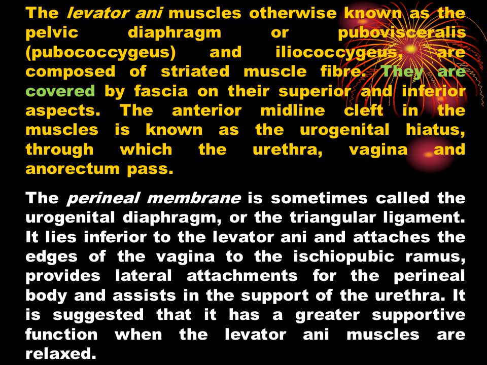 The levator ani muscles otherwise known as the pelvic diaphragm or pubovisceralis (pubococcygeus) and iliococcygeus, are composed of striated muscle fibre. They are covered by fascia on their superior and inferior aspects. The anterior midline cleft in the muscles is known as the urogenital hiatus, through which the urethra, vagina and anorectum pass.