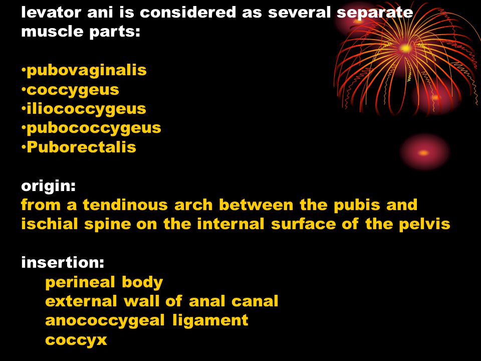 levator ani is considered as several separate muscle parts: