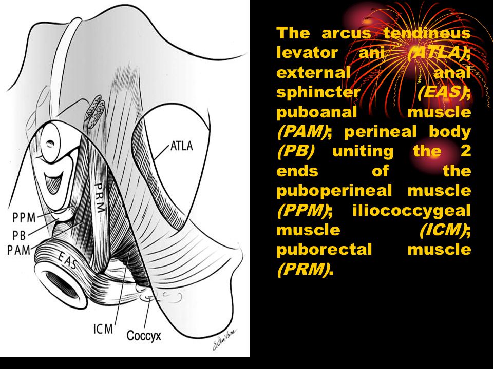 The arcus tendineus levator ani (ATLA); external anal sphincter (EAS); puboanal muscle (PAM); perineal body (PB) uniting the 2 ends of the puboperineal muscle (PPM); iliococcygeal muscle (ICM); puborectal muscle (PRM).
