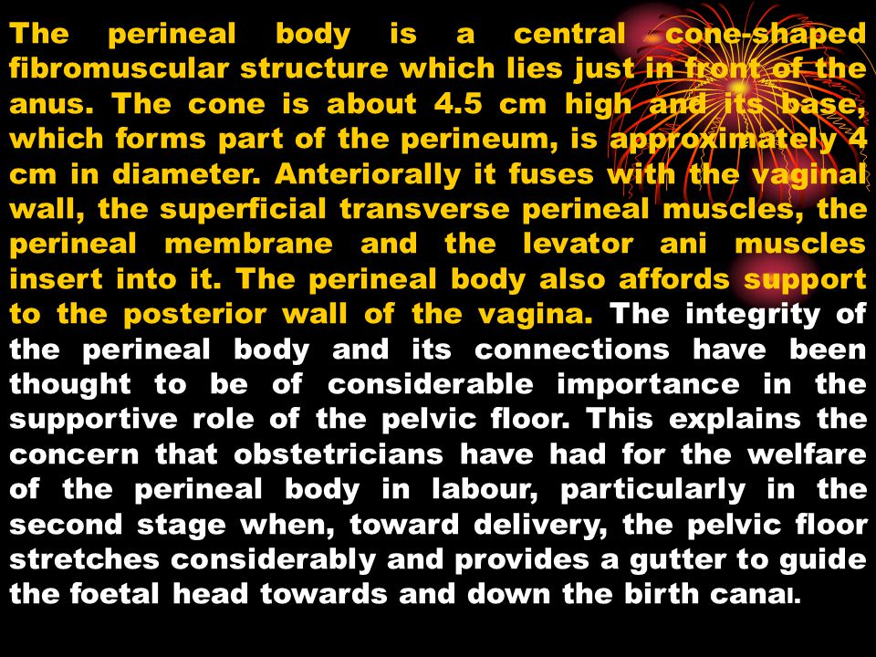 The perineal body is a central cone-shaped fibromuscular structure which lies just in front of the anus.