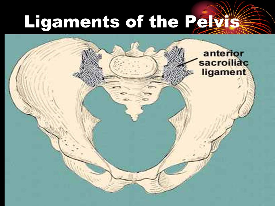 Ligaments of the Pelvis