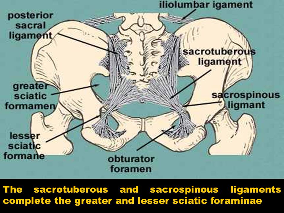 The sacrotuberous and sacrospinous ligaments complete the greater and lesser sciatic foraminae