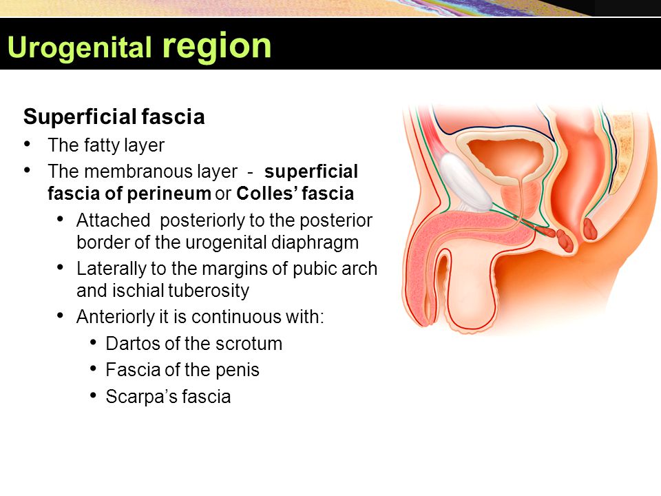 Urogenital region Superficial fascia The fatty layer