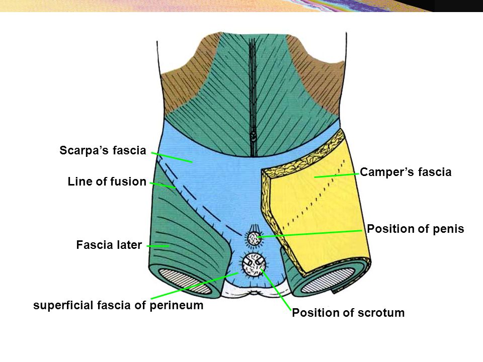 Scarpa’s fascia Camper’s fascia. Line of fusion. Position of penis. Fascia later. superficial fascia of perineum.