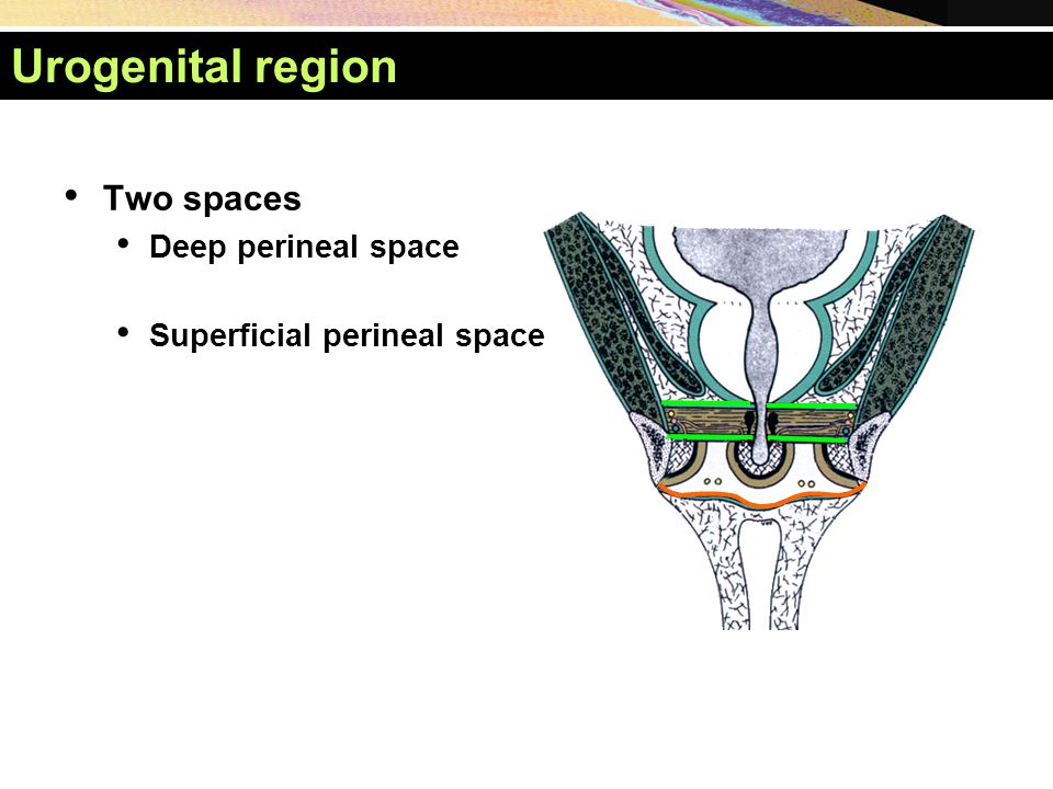 Urogenital region Two spaces Deep perineal space