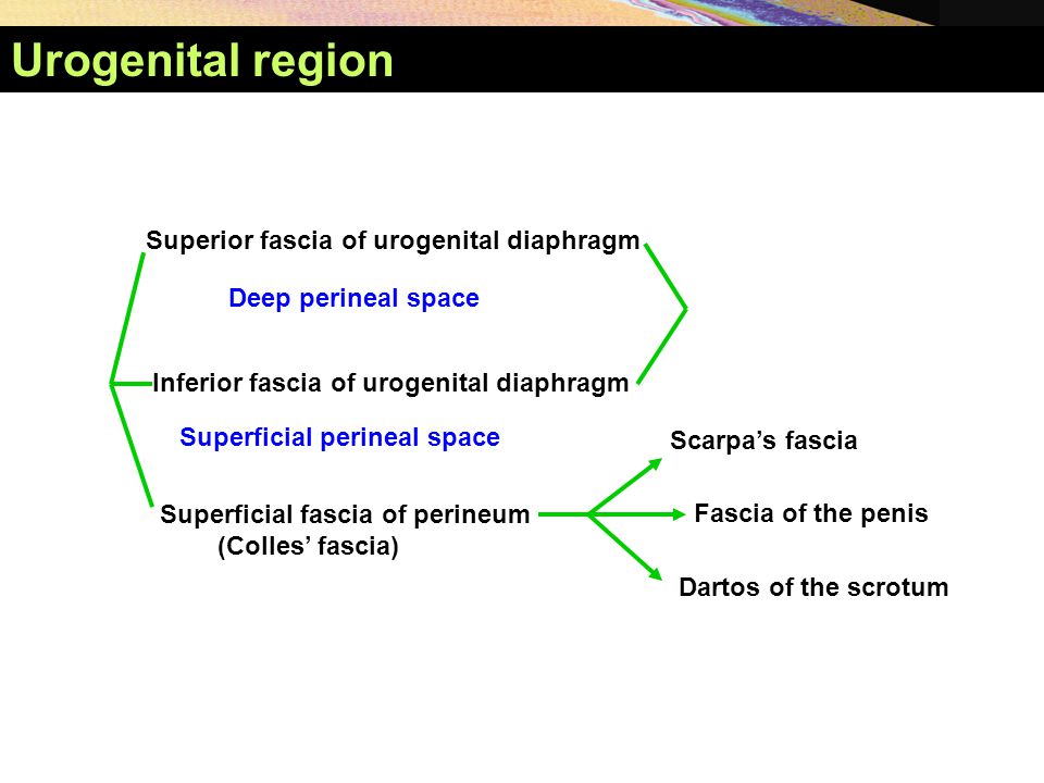 Urogenital region Superior fascia of urogenital diaphragm