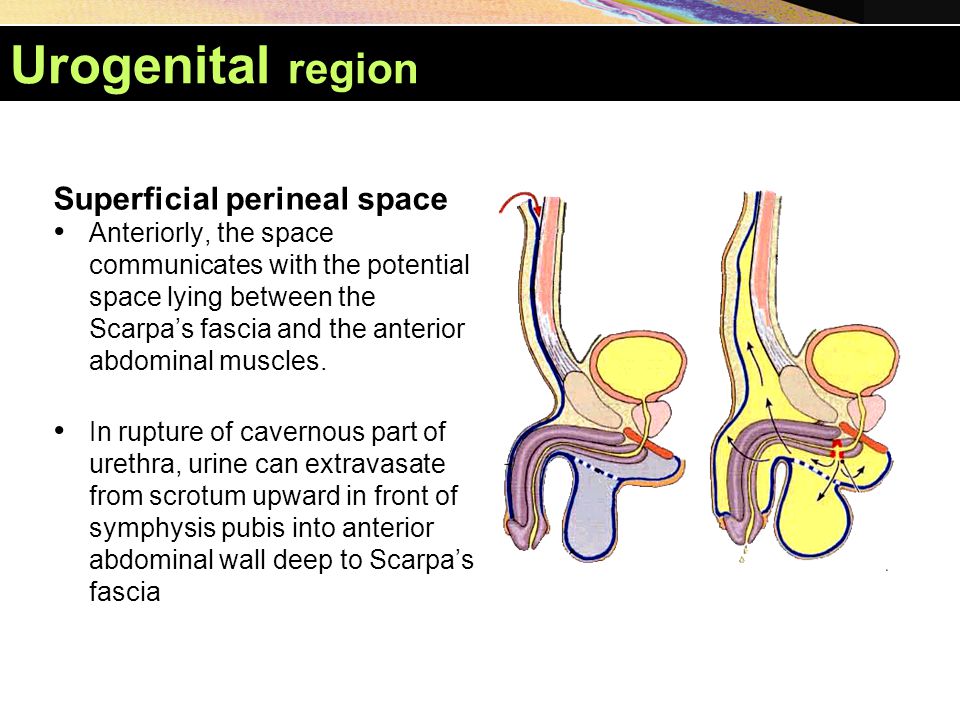 Urogenital region Superficial perineal space