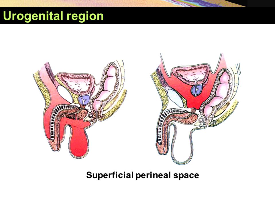 Urogenital region Superficial perineal space