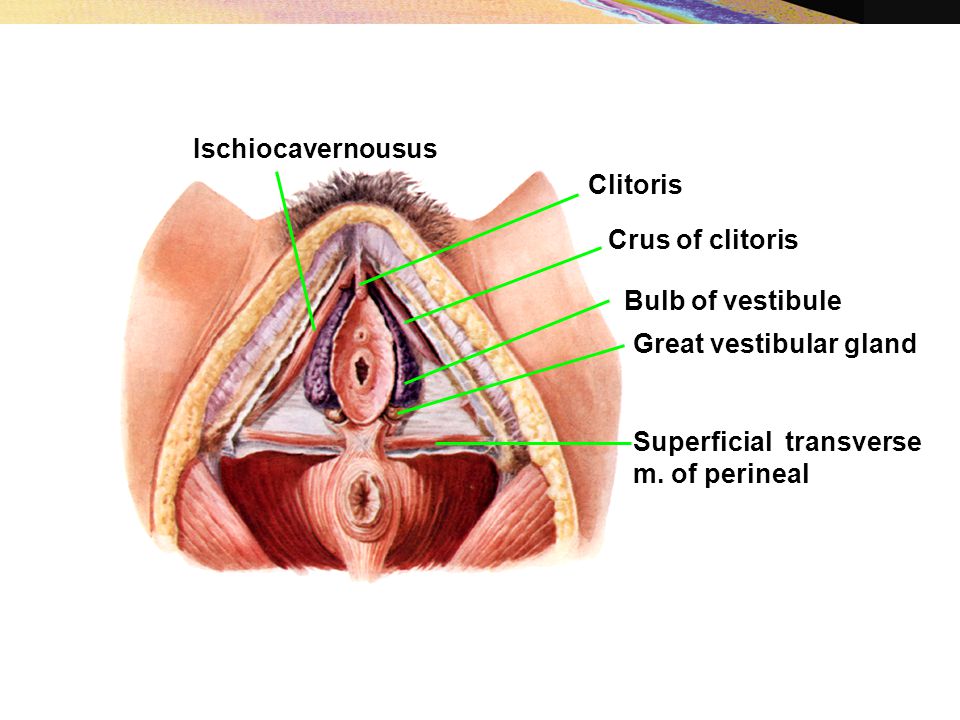 Ischiocavernousus Clitoris. Crus of clitoris. Bulb of vestibule. Great vestibular gland. Superficial transverse.