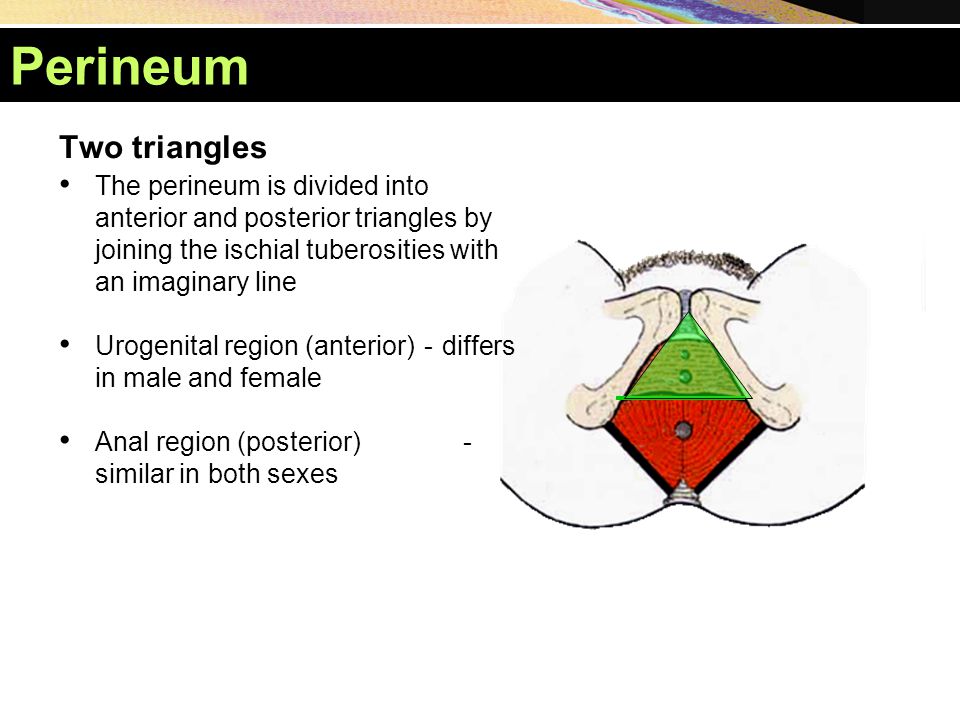Perineum Two triangles