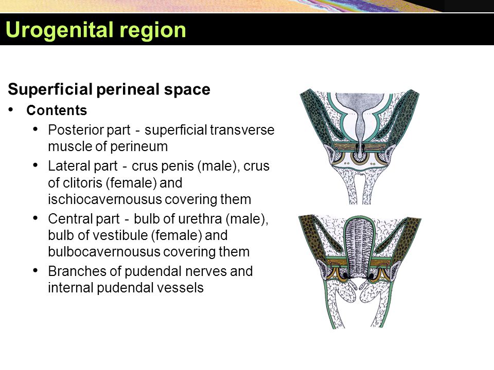 Urogenital region Superficial perineal space Contents