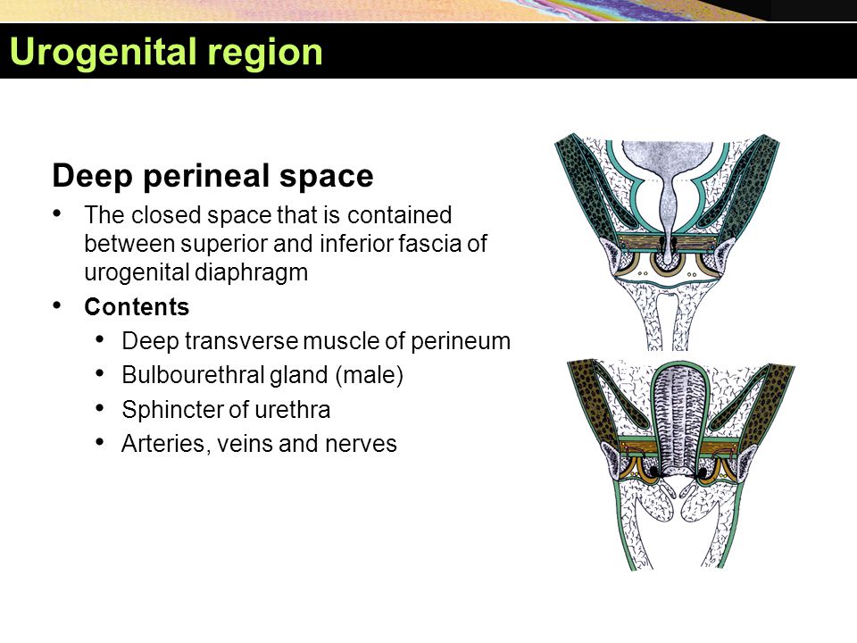 Urogenital region Deep perineal space